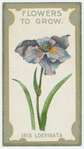 Iris Loevicata (Japanese iris).