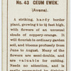 Ceum ewen (Avena).