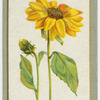 Helianthus multi-flora maximum.