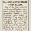 Helianthus multi-flora maximum.