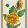 Helianthus multi-florus (Double sunflower).