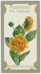 Helianthus multi-florus (Double sunflower).