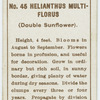 Helianthus multi-florus (Double sunflower).