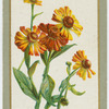 Helenium crandicephalum striatum.