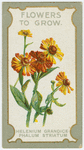 Helenium crandicephalum striatum.