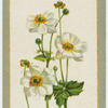Anemone Japonica (Japanese wildflower).
