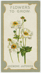 Anemone Japonica (Japanese wildflower).
