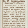 Anemone Japonica (Japanese wildflower).