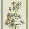 Aster acris (Michaelmas daisy).
