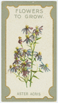 Aster acris (Michaelmas daisy).