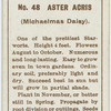 Aster acris (Michaelmas daisy).