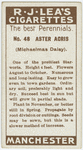 Aster acris (Michaelmas daisy).