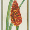 Tritoma uvaria (Red hot poker).