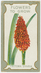 Tritoma uvaria (Red hot poker).