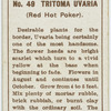 Tritoma uvaria (Red hot poker).