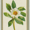 Helleborus nicer (Christmas rose).