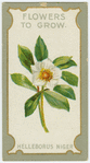 Helleborus nicer (Christmas rose).