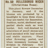 Helleborus nicer (Christmas rose).