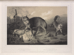 Der Wolf und der Fuchs.