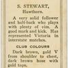 S. Stewart, Hawthorn.