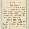 S. Stewart, Hawthorn.