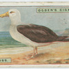 Albatross (Diomedia exulans).
