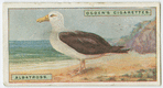 Albatross (Diomedia exulans).
