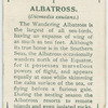 Albatross (Diomedia exulans).
