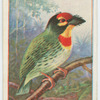 Crimson-breasted barbet (Xantholaemia haematocephala).