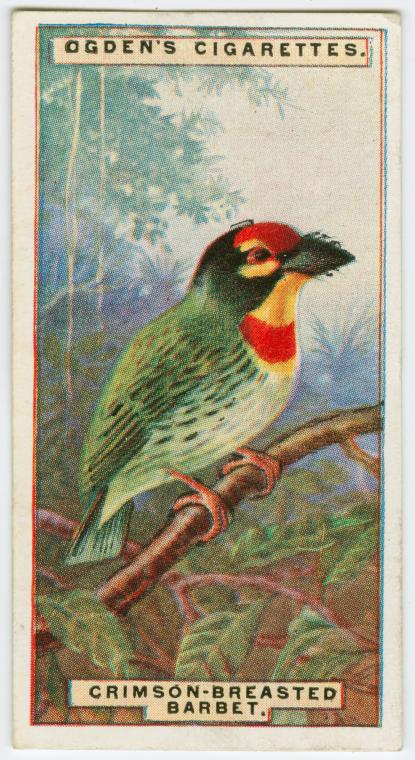 Crimson-breasted barbet (Xantholaemia haematocephala). - NYPL Digital ...