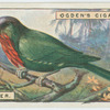 Bee-eater (Nyctiornis amictus).