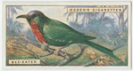Bee-eater (Nyctiornis amictus).