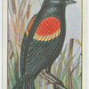 Red-winged blackbird (Agelaius phœniceus).