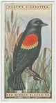 Red-winged blackbird (Agelaius phœniceus).