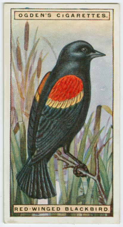 Red-winged blackbird (Agelaius phœniceus). - NYPL Digital Collections