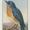 Bluebird (Sialia sialis).