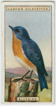 Bluebird (Sialia sialis).