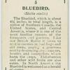 Bluebird (Sialia sialis).
