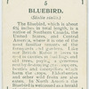 Bluebird (Sialia sialis).