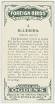 Bluebird (Sialia sialis).