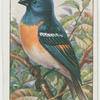 Lazuli bunting (Passerina amœna).