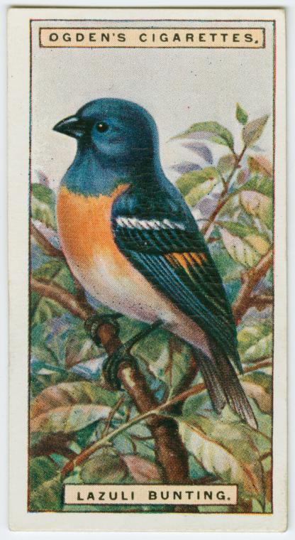 Lazuli bunting (Passerina amœna). - NYPL Digital Collections