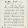 Lazuli bunting (Passerina amœna).
