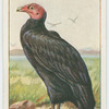 Turkey-buzzard (Cathartes aura).