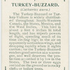 Turkey-buzzard (Cathartes aura).