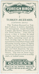 Turkey-buzzard (Cathartes aura).