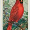 Cardinal (Cardinalis cardinalis).