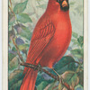 Cardinal (Cardinalis cardinalis).