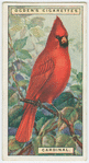 Cardinal (Cardinalis cardinalis).