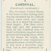 Cardinal (Cardinalis cardinalis).
